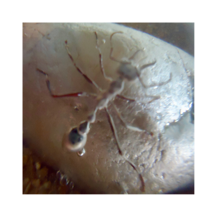 Insect Cast KymCast » What is the process of stabilising insects for embedding into ...